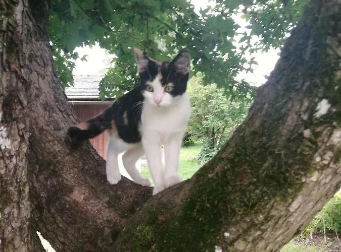 Tatil Evi Leone Maria Rain